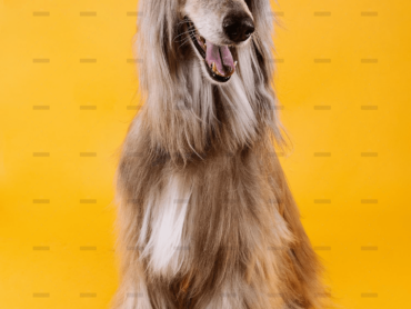 demo-attachment-766-julio-bernal-WLGx0fKFSeI-unsplash