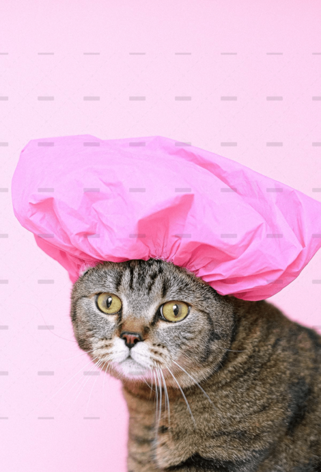 Inicio 36 demo-attachment-769-pexels-anna-shvets-4587959