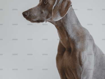 demo-attachment-4057-cristofer-jeschke-3HjLaBmY2a4-unsplash