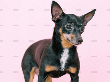 demo-attachment-4060-pexels-anna-shvets-4588426