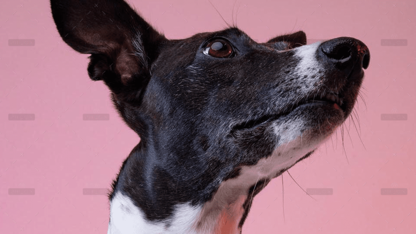 demo-attachment-4066-sereja-ris-8Op3YhBktog-unsplash