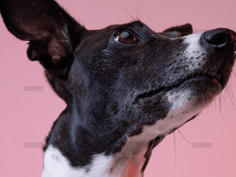 demo-attachment-4066-sereja-ris-8Op3YhBktog-unsplash